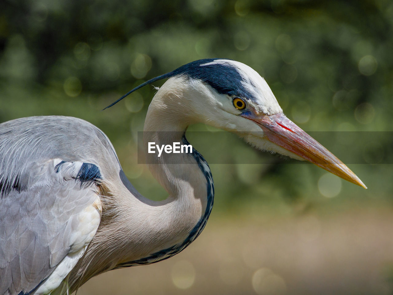 CLOSE-UP OF HERON