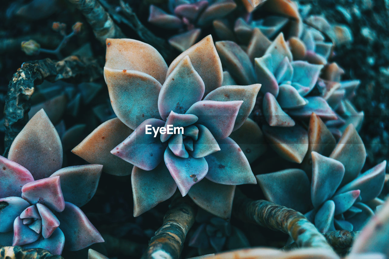 Close-up of succulent plant