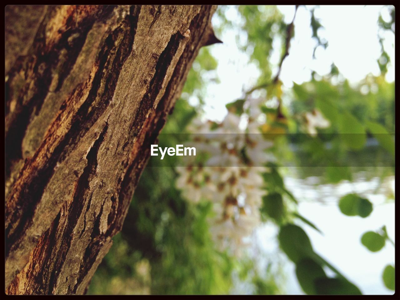 CLOSE-UP OF TREE TRUNK AGAINST SKY