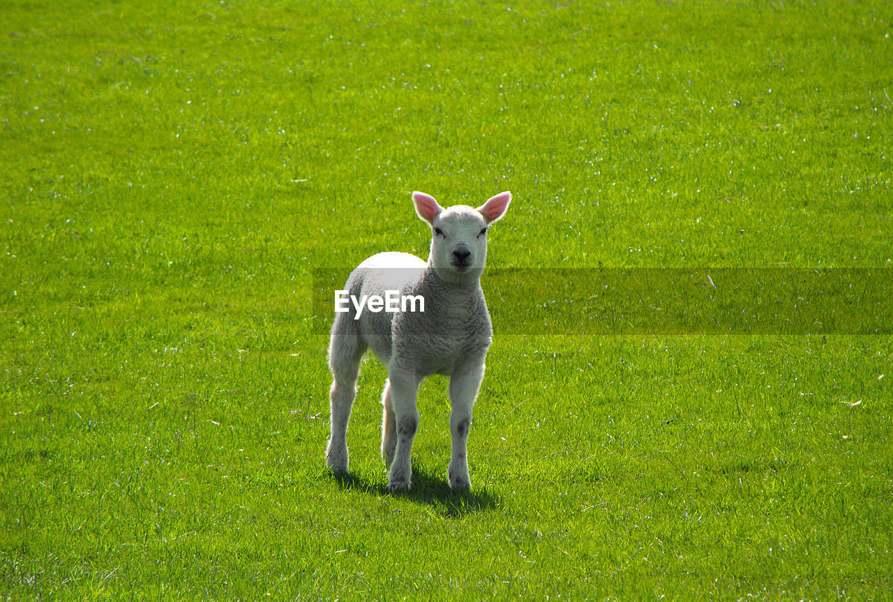 View of a lamb on field