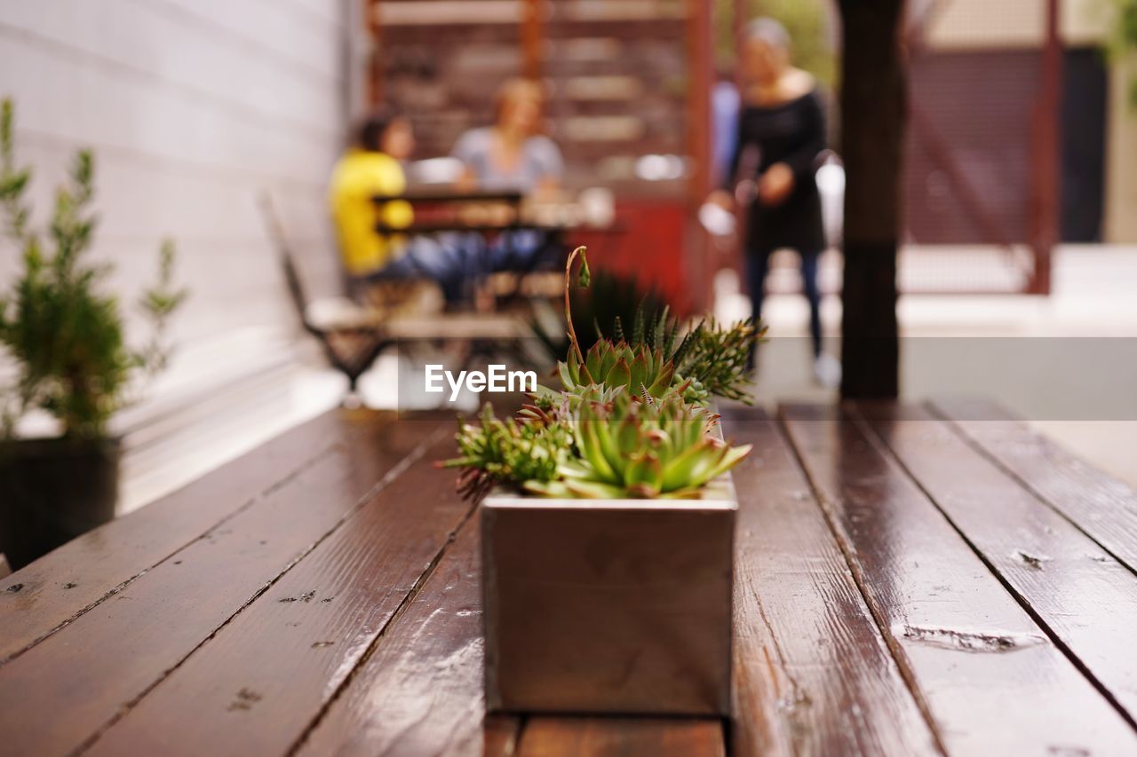 Potted plants on table in restaurant