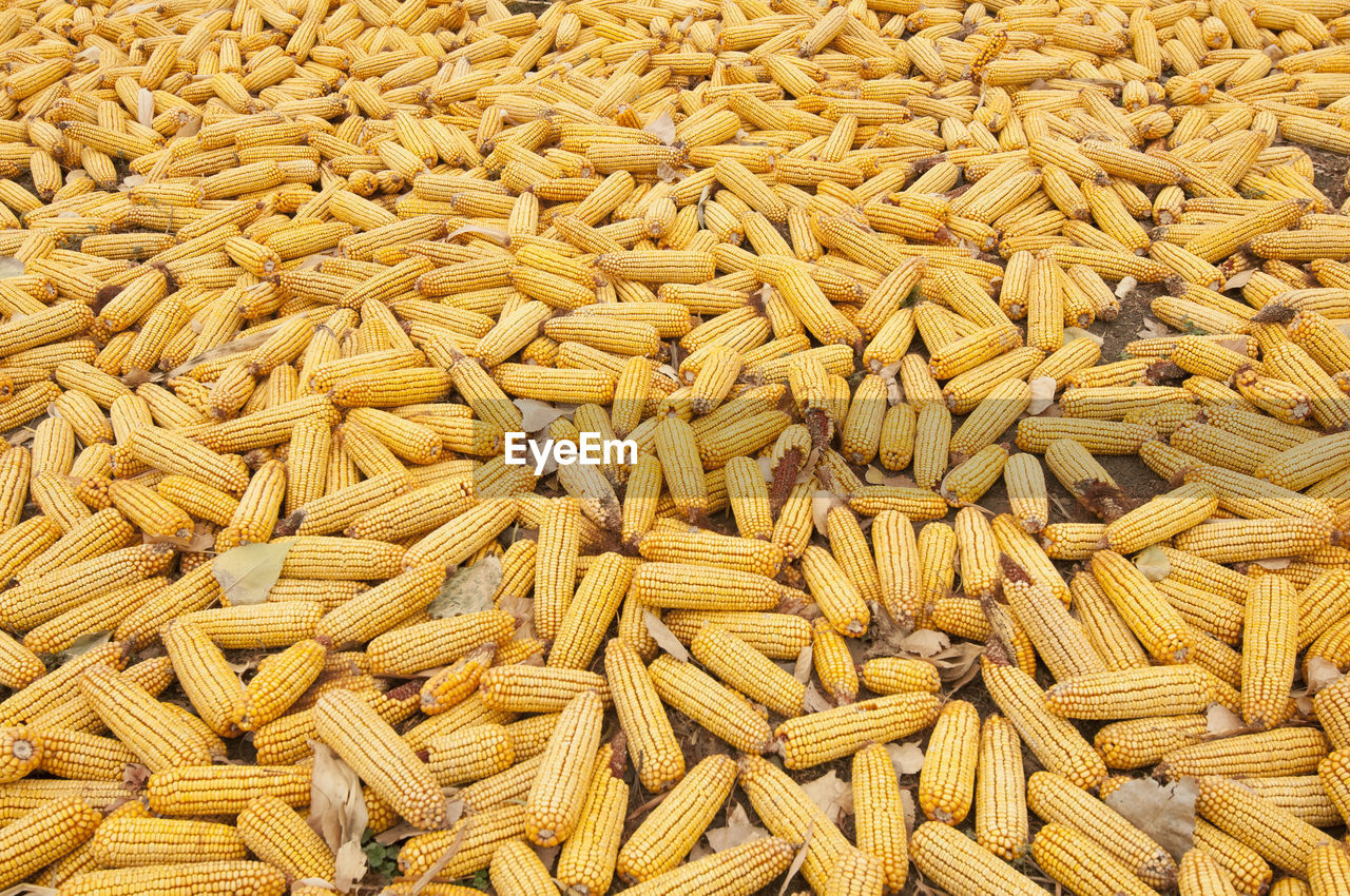 Full frame shot of corn for sale