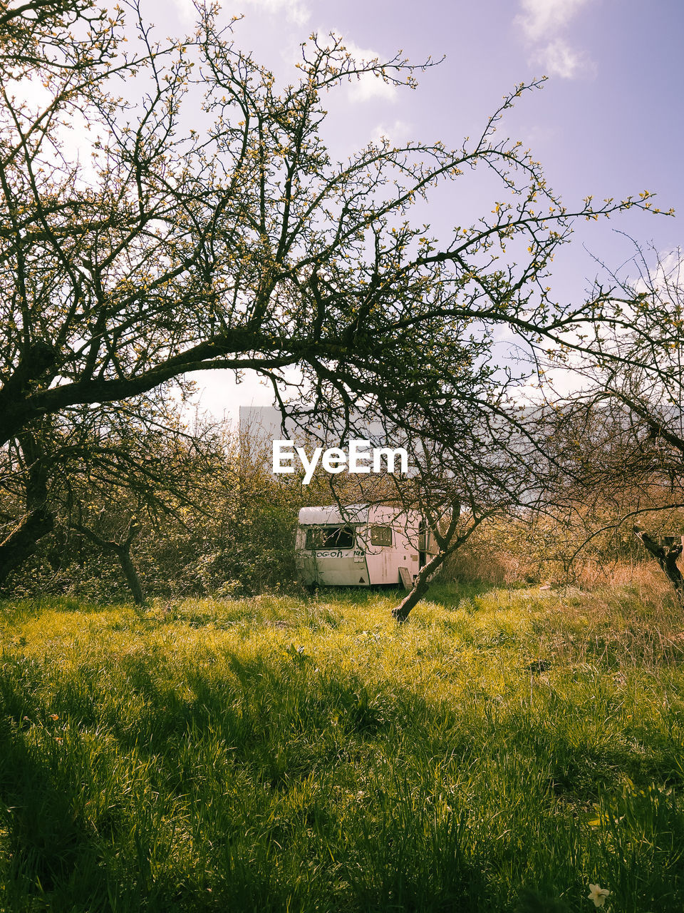 plant, nature, flower, tree, grass, leaf, sky, rural area, meadow, blossom, sunlight, beauty in nature, autumn, branch, landscape, no people, field, land, morning, growth, environment, green, cloud, architecture, scenics - nature, tranquility, day, outdoors, woodland, built structure, building, tranquil scene, rural scene, building exterior, springtime, house, agriculture