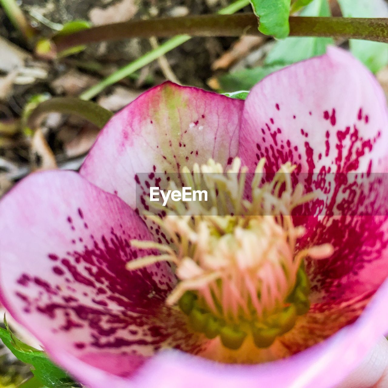 CLOSE-UP OF PINK FLOWERS