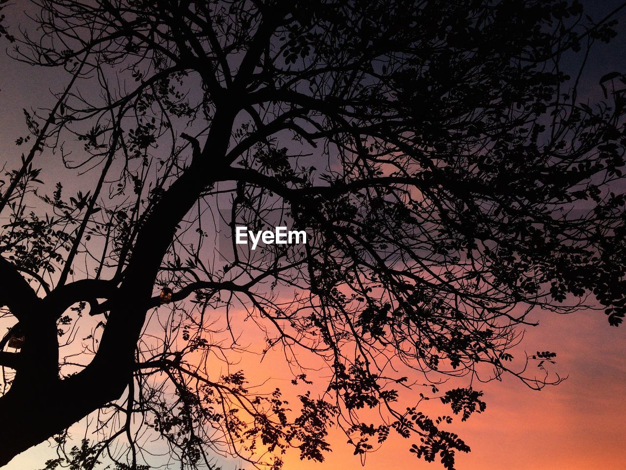 LOW ANGLE VIEW OF SILHOUETTE TREES AGAINST SKY AT SUNSET