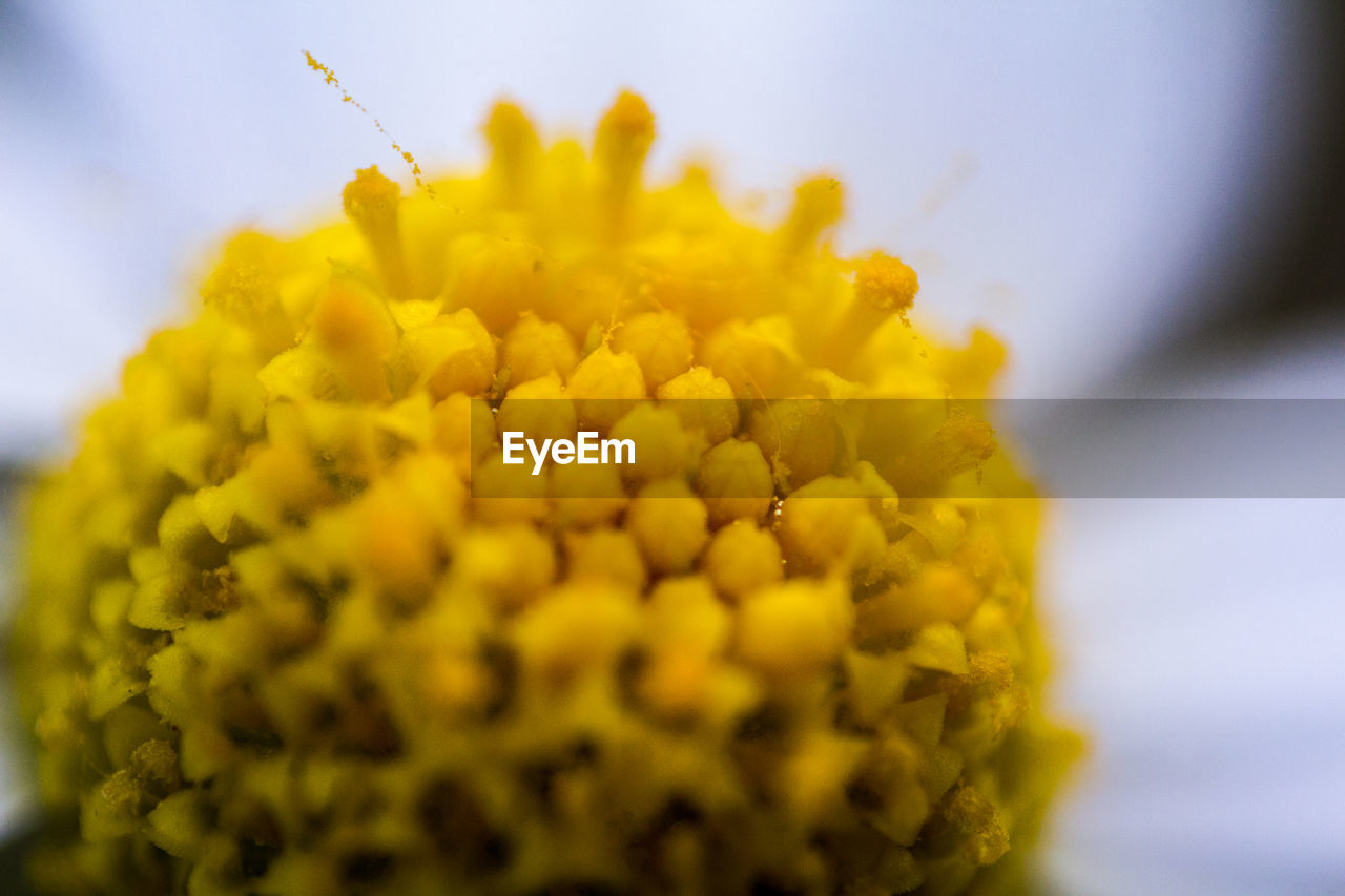 Close-up of yellow flower