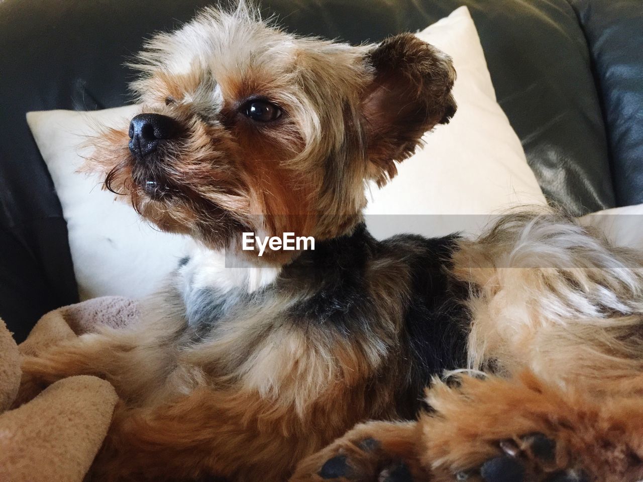CLOSE UP OF DOG SITTING ON SOFA AT HOME