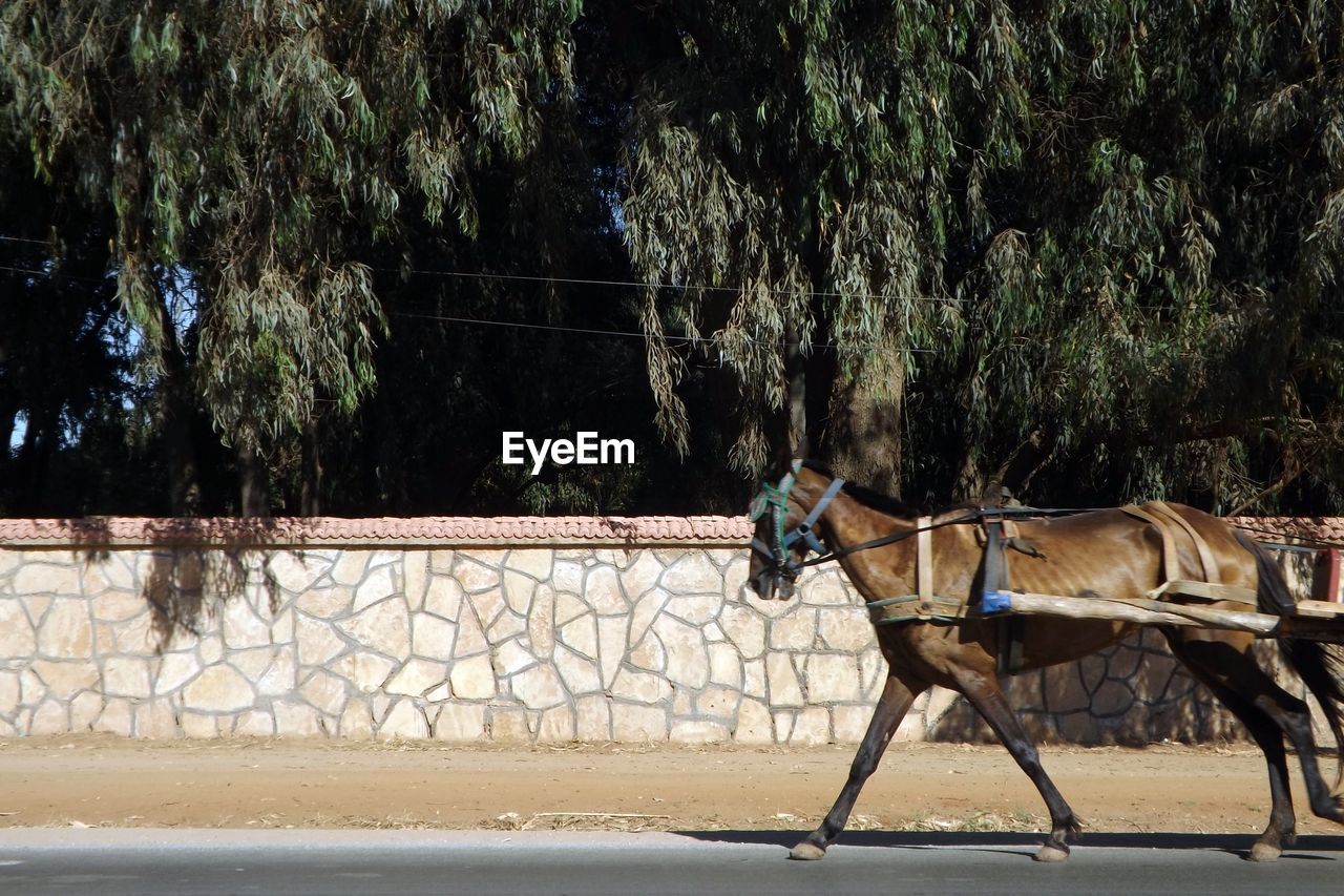 HORSE STANDING BY TREES