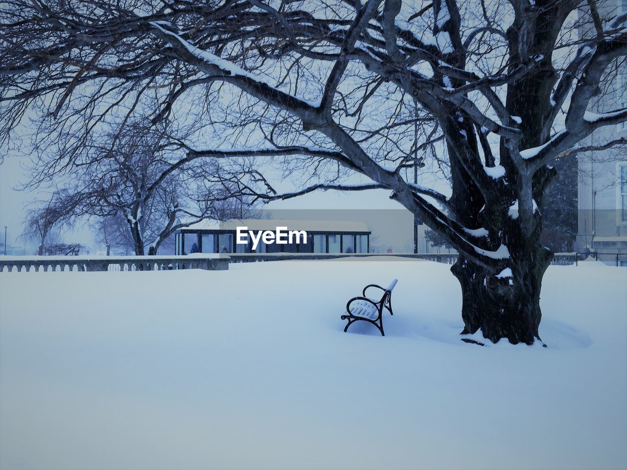 SNOW COVERED BARE TREE BY BUILDING