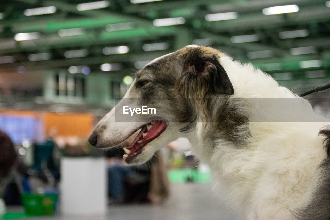 Close-up of dog looking away