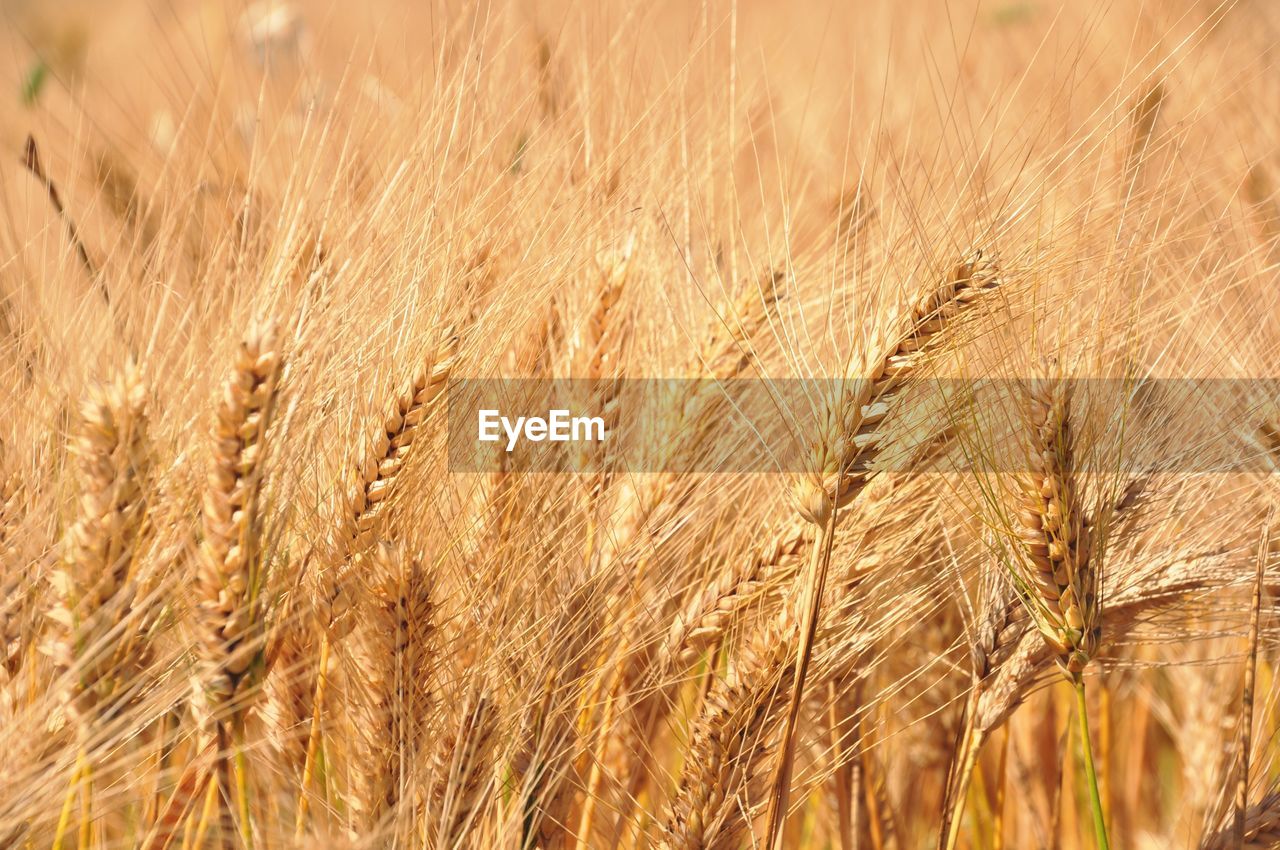 Close-up of wheat field