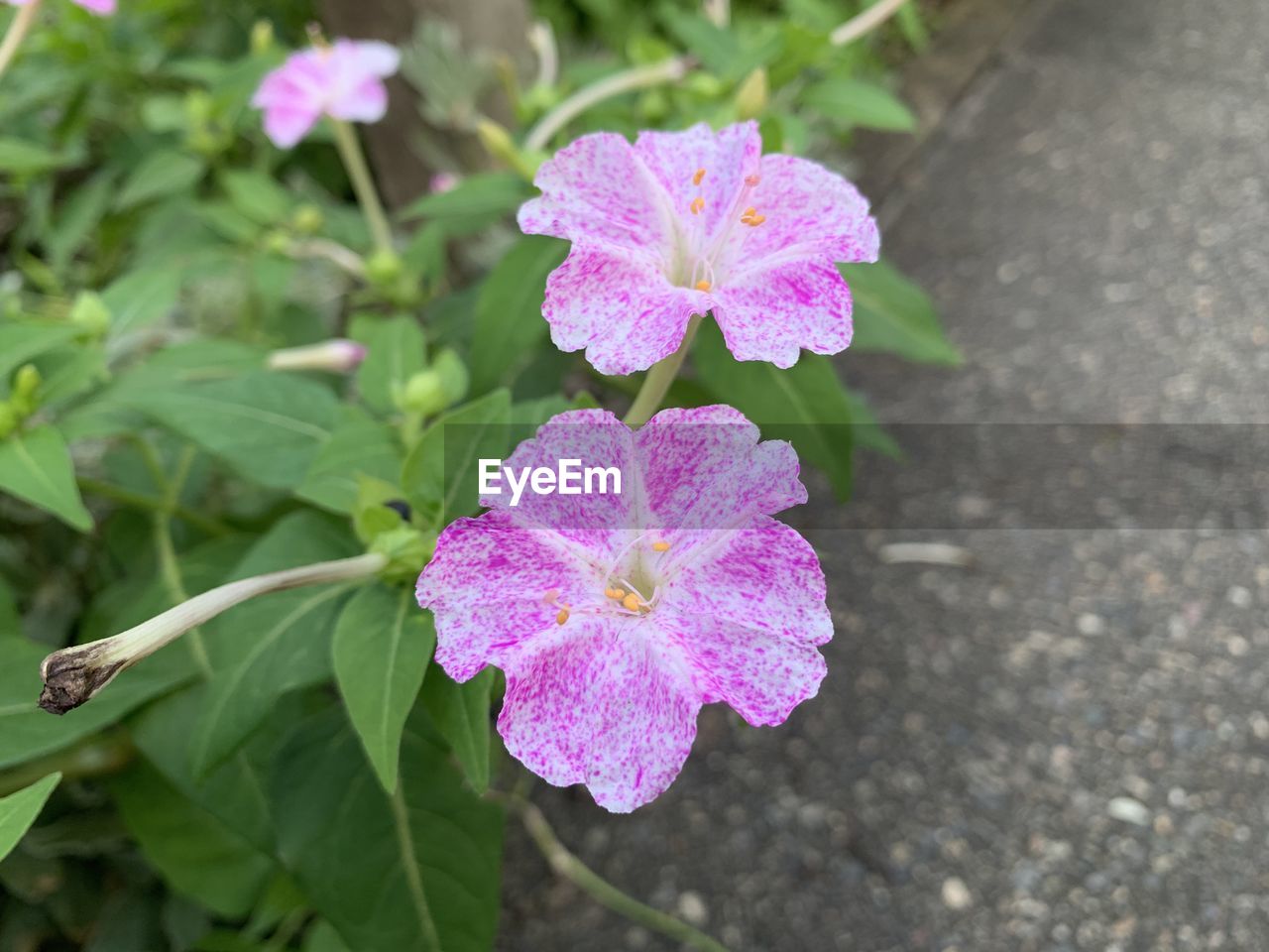 CLOSE-UP OF PINK FLOWER