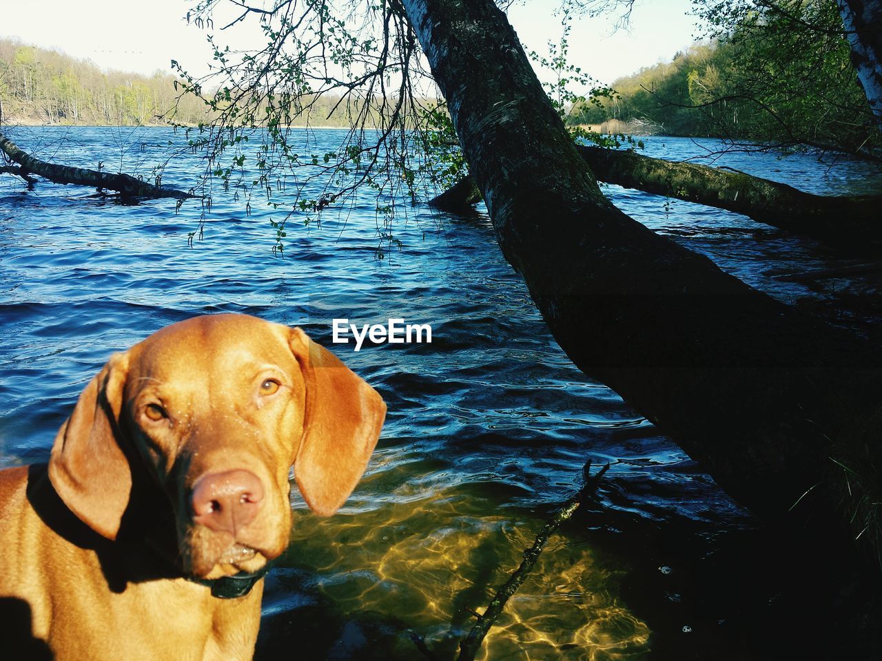 CLOSE-UP PORTRAIT OF DOG AGAINST TREES