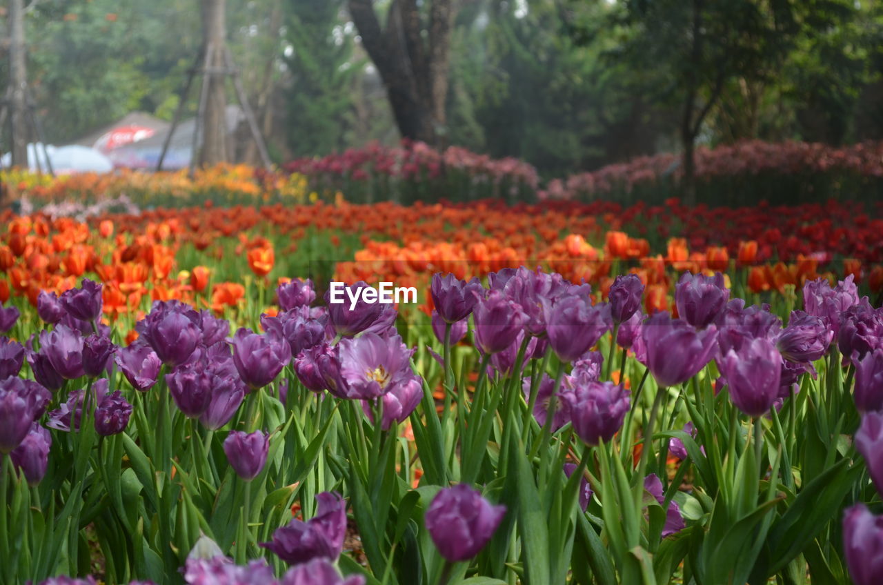 Close-up of purple flowers in park