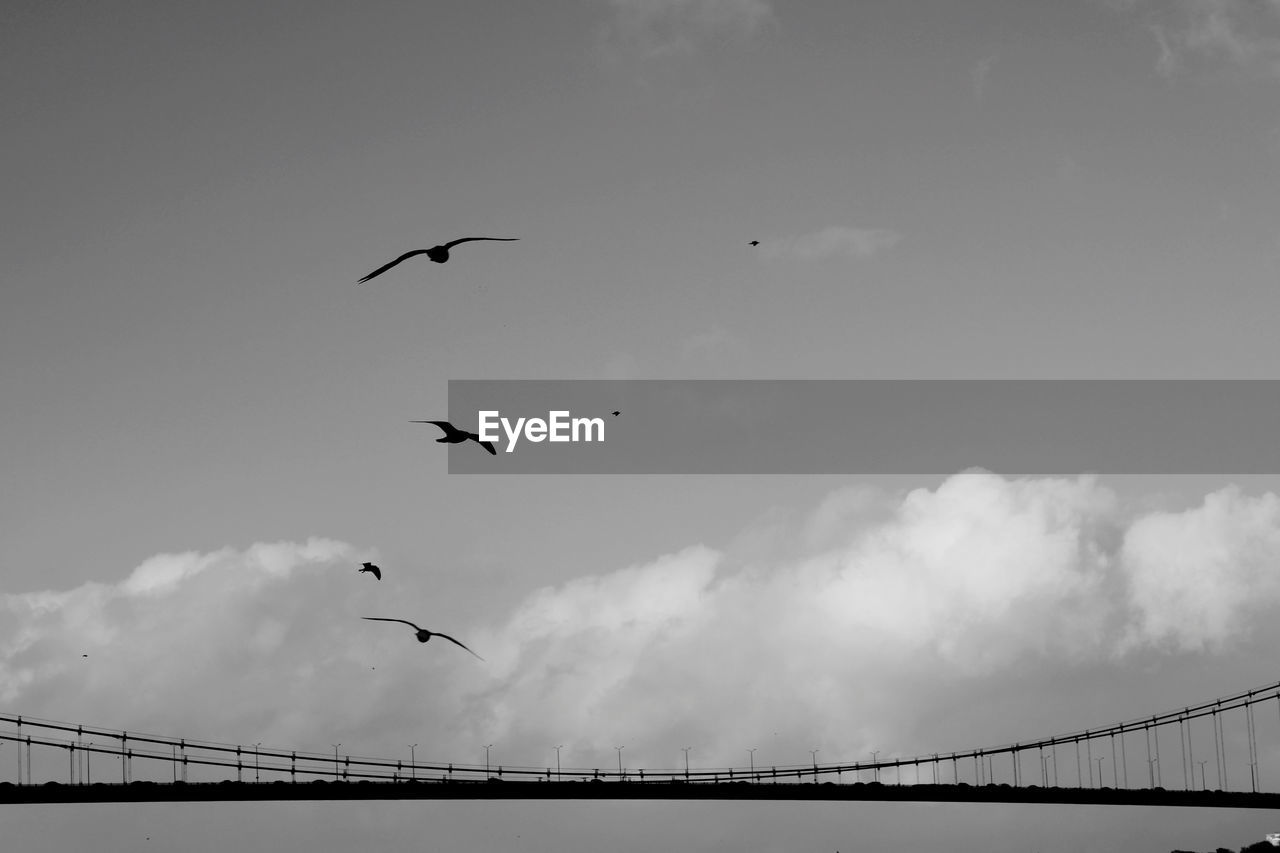 flying, sky, bird, black and white, animal themes, animal, cloud, monochrome photography, monochrome, wildlife, animal wildlife, bridge, nature, group of animals, architecture, built structure, low angle view, transportation, silhouette, mid-air, flock of birds, day, no people, outdoors, water, travel destinations, beauty in nature, line, motion, large group of animals, spread wings, river