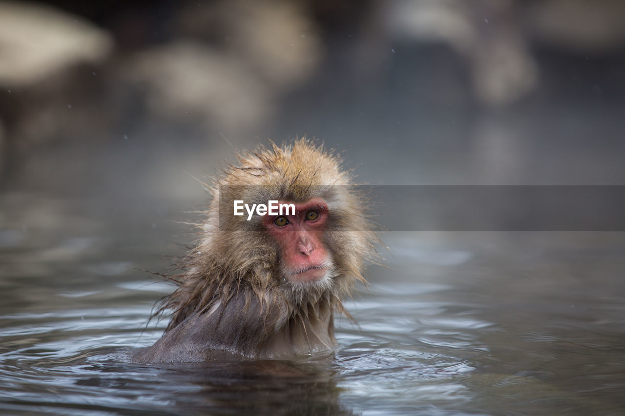 Close-up portrait of monkey in hot spring