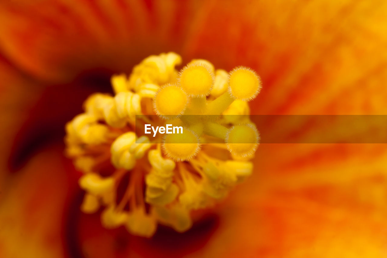 CLOSE-UP OF ORANGE FLOWER BLOOMING OUTDOORS