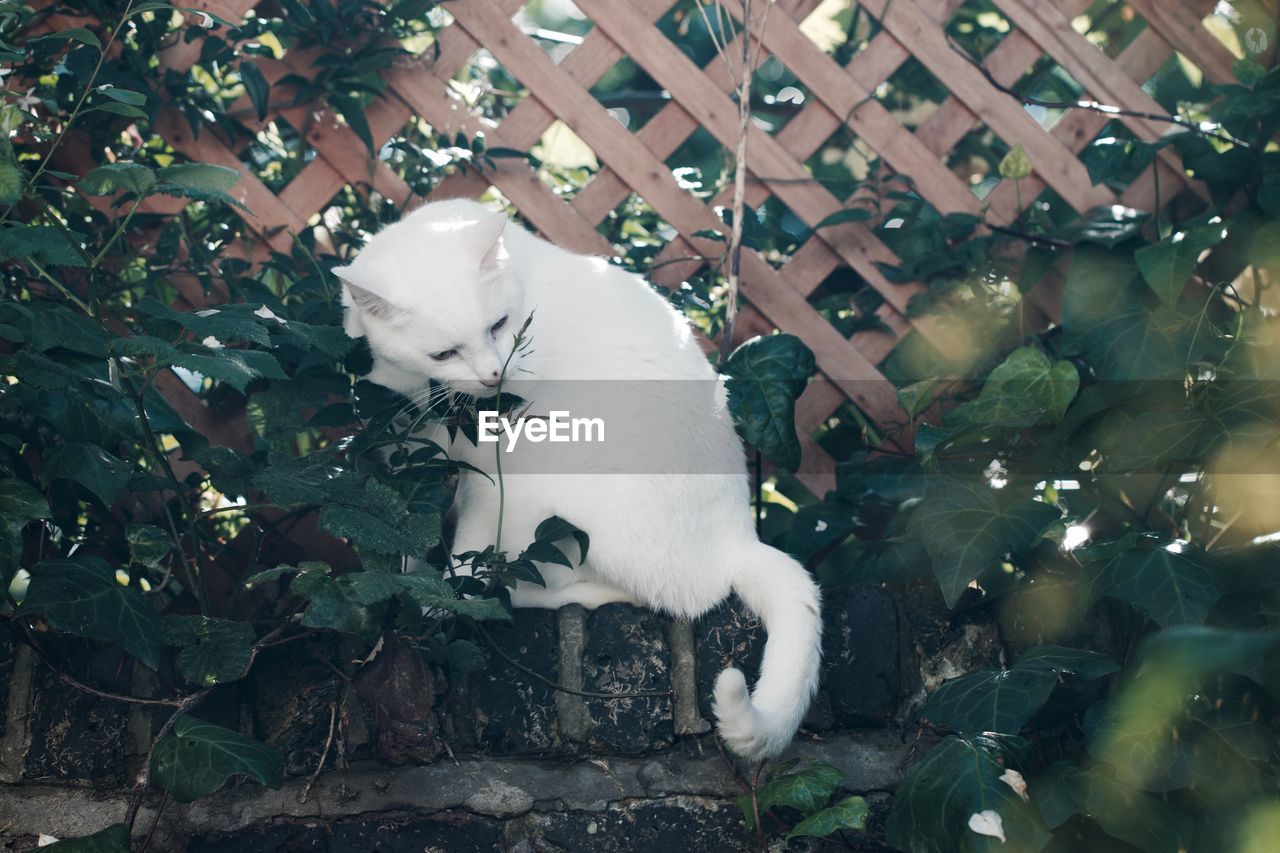 White cat sitting against fence