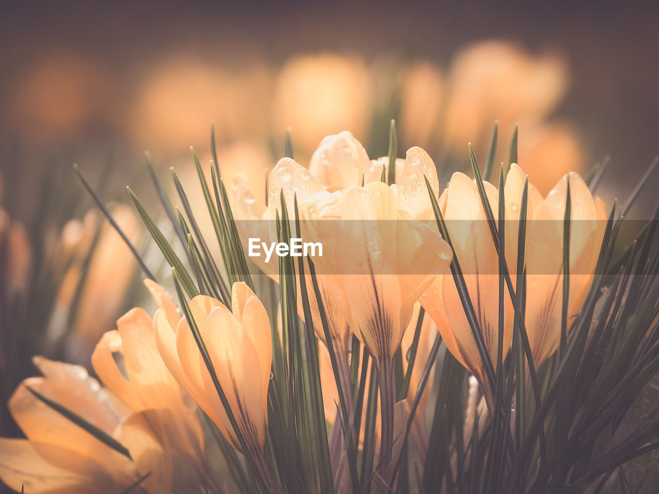 Close-up of crocus blooming outdoors