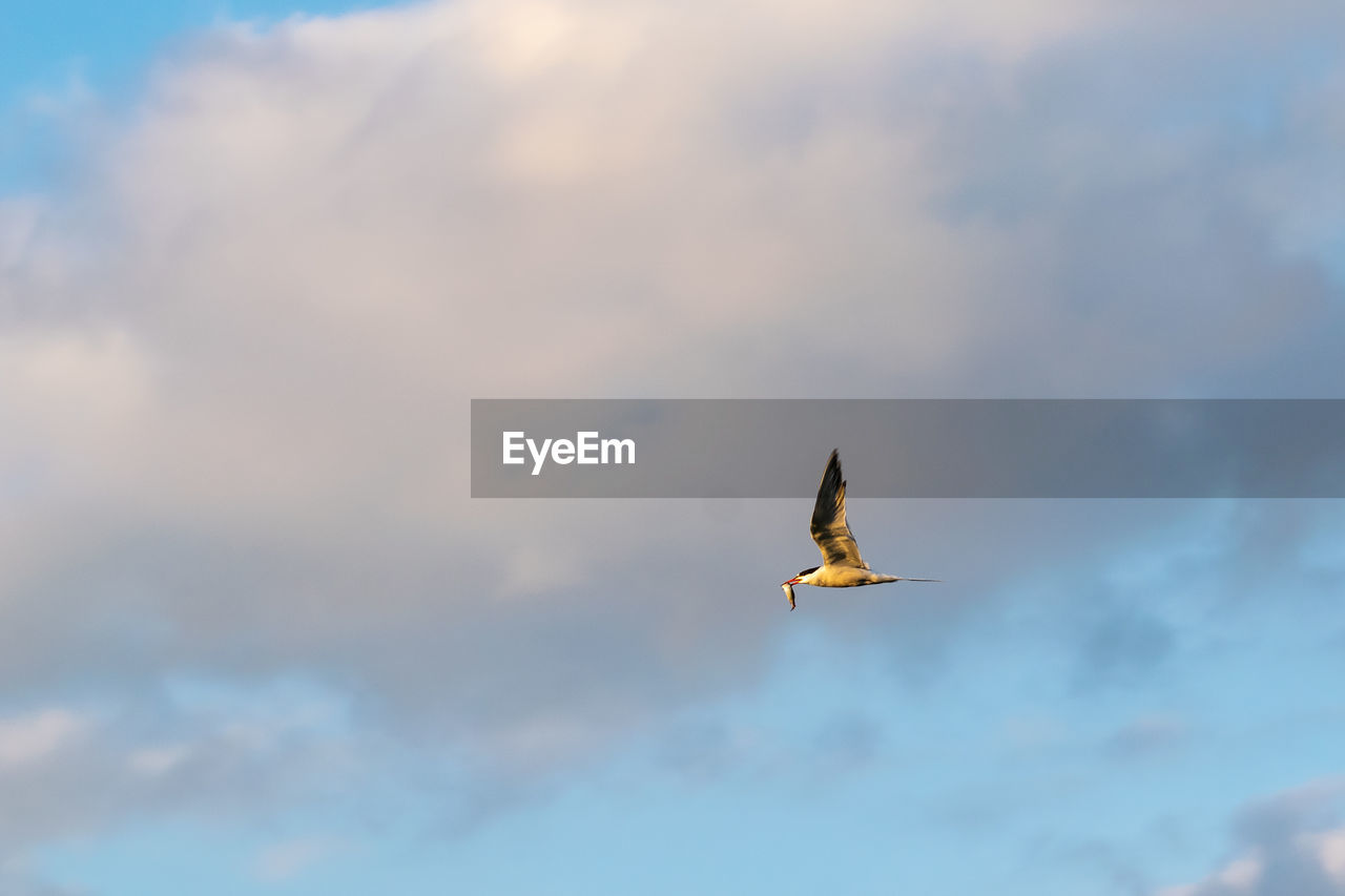 low angle view of bird flying in sky