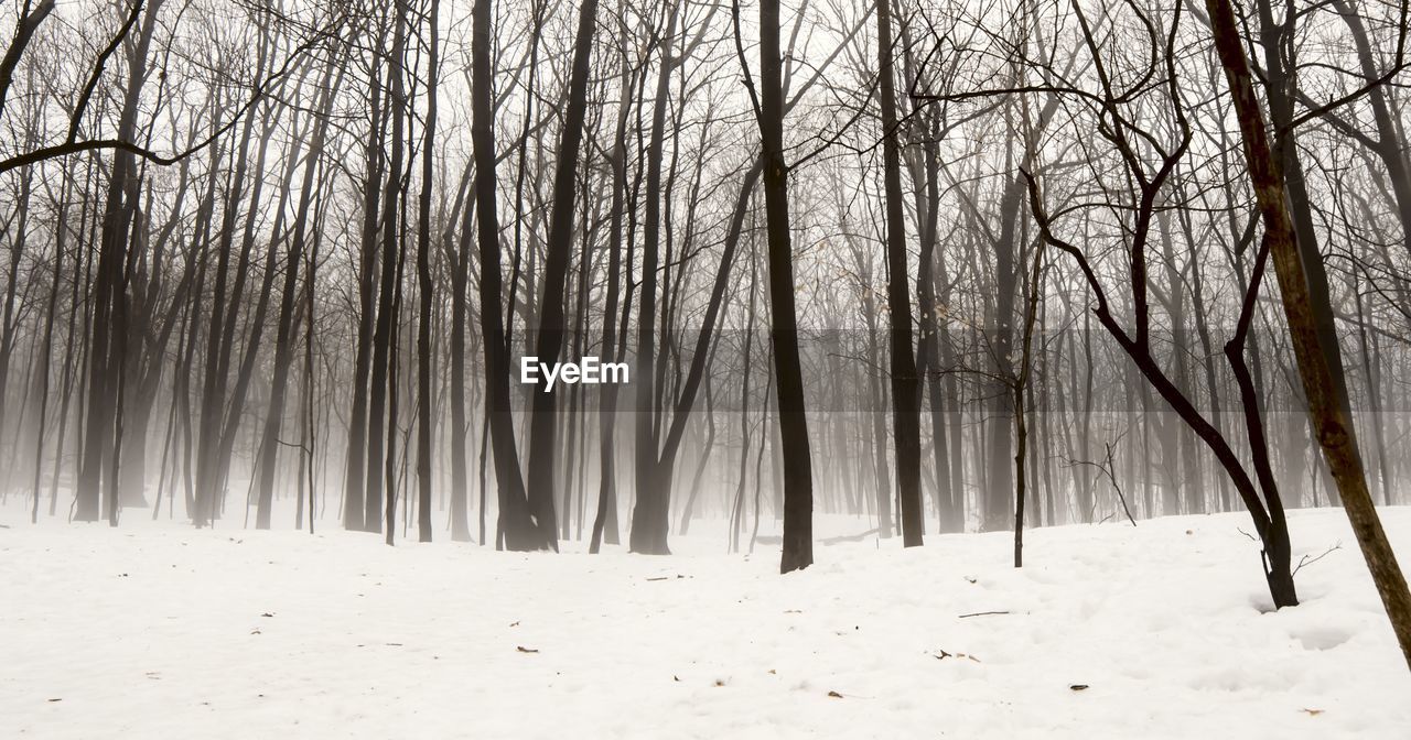 Bare trees on snow covered landscape