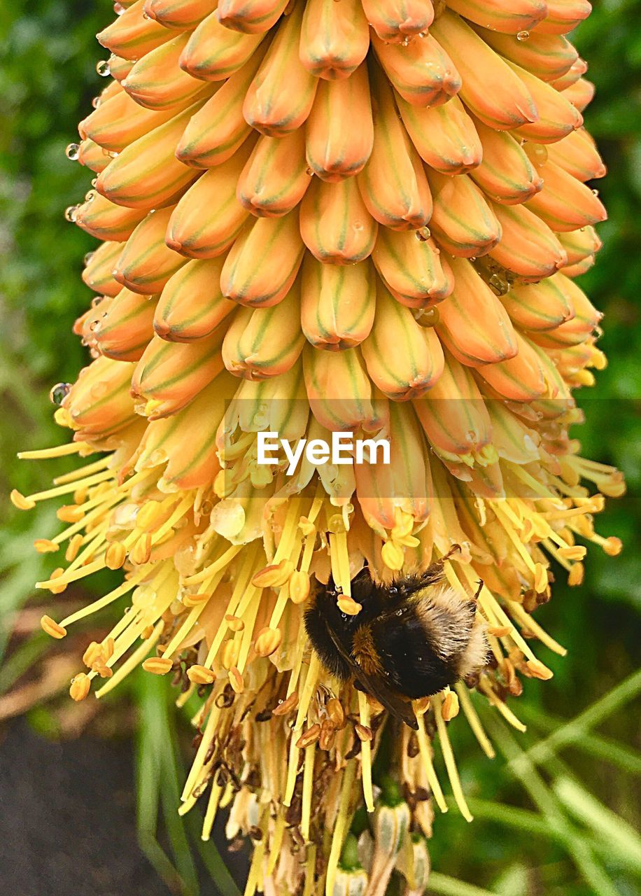 CLOSE-UP OF INSECT ON FLOWER