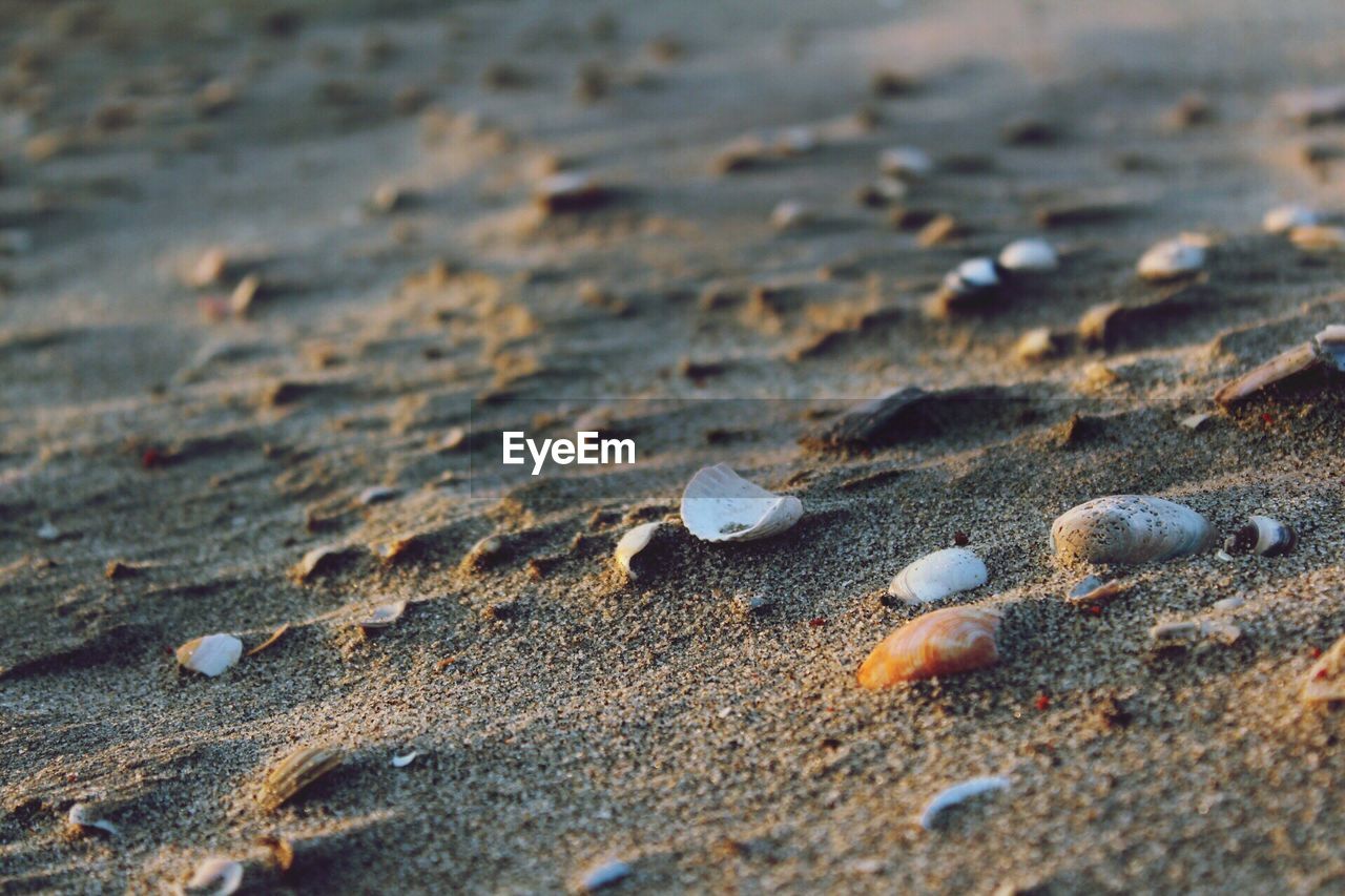 CLOSE-UP OF SEASHELLS ON BEACH