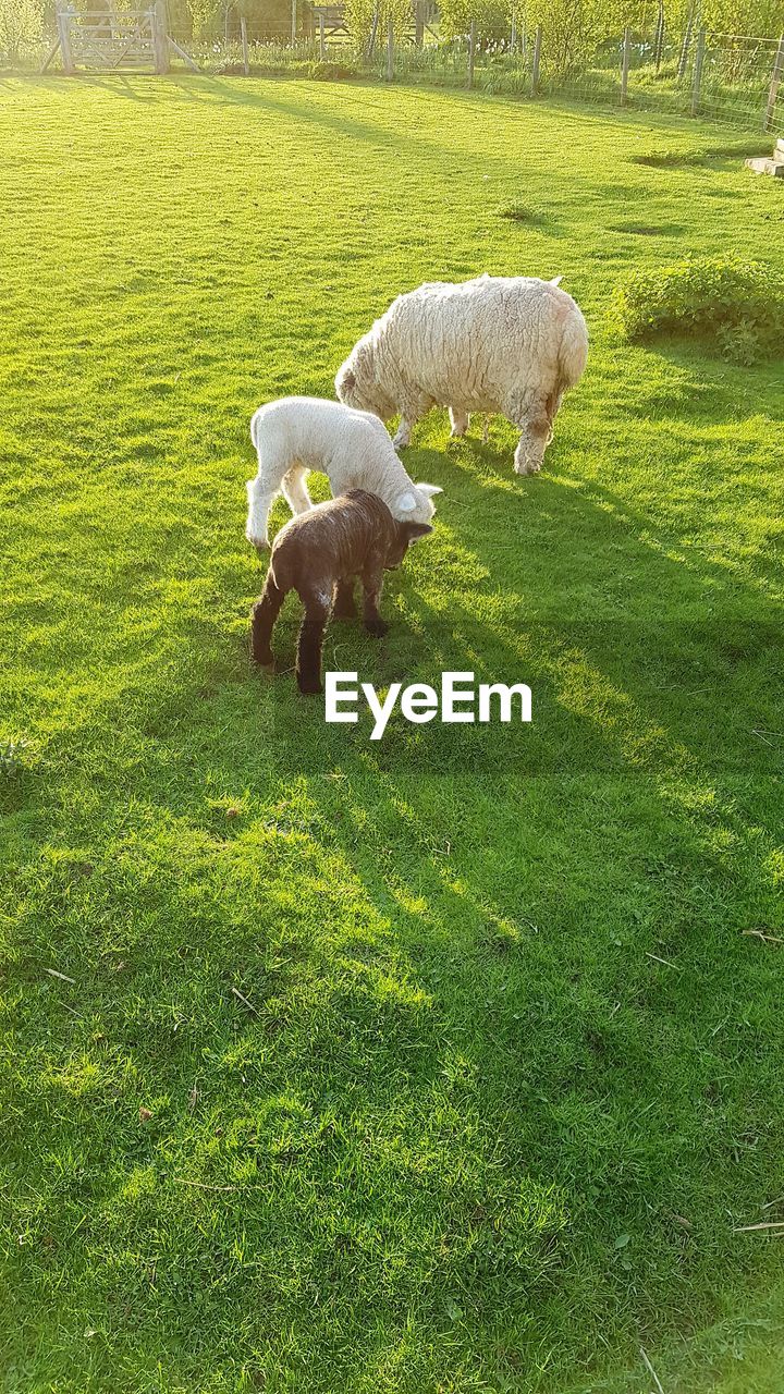 SHEEP GRAZING ON FIELD