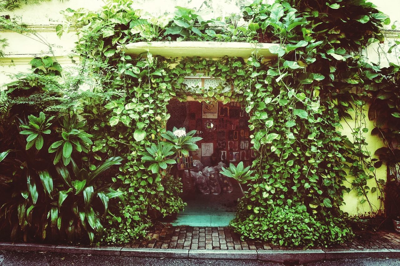 PLANTS AND IVY ON TREE