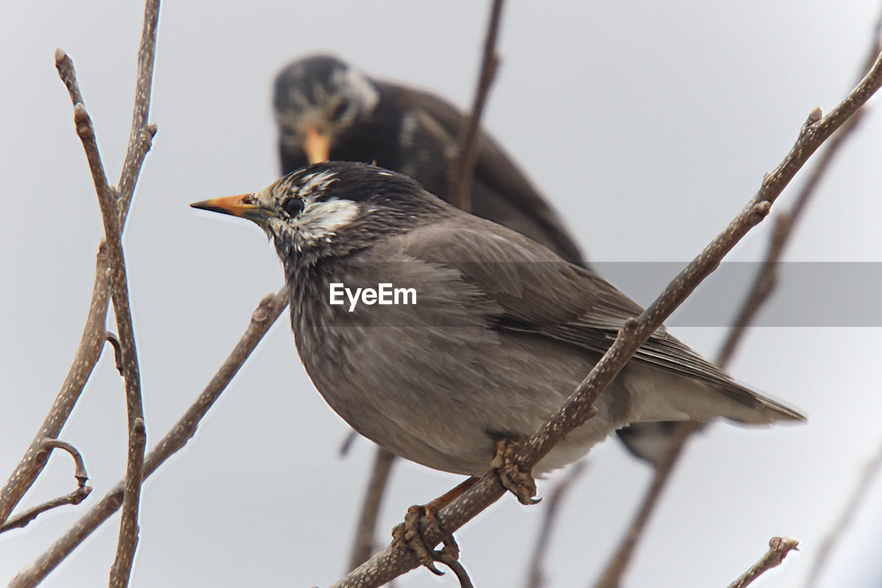 BIRD PERCHING ON BRANCH