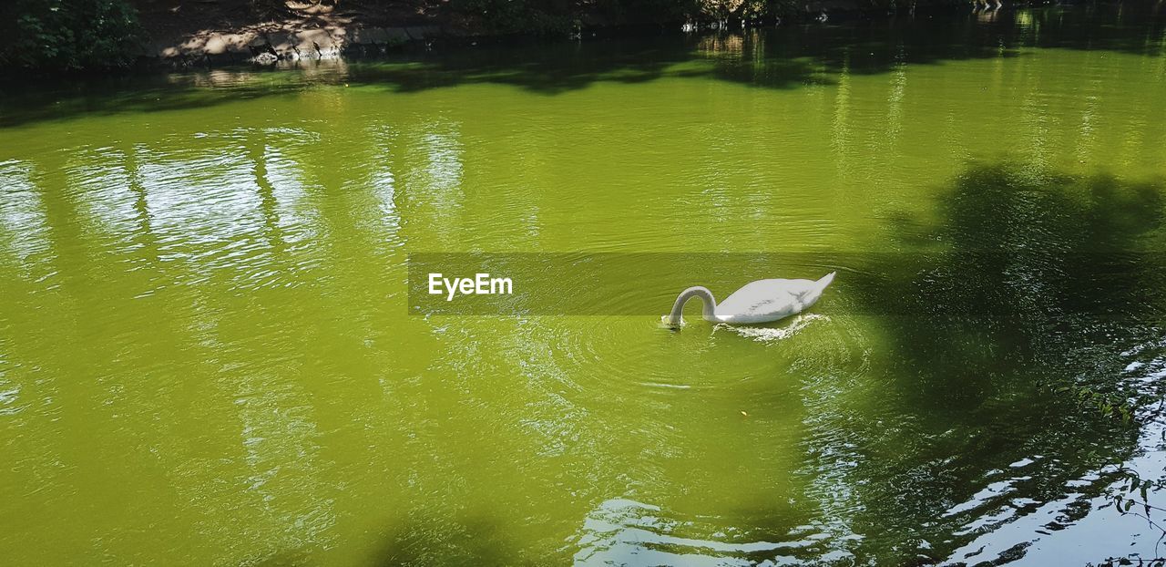 BIRD FLYING OVER LAKE