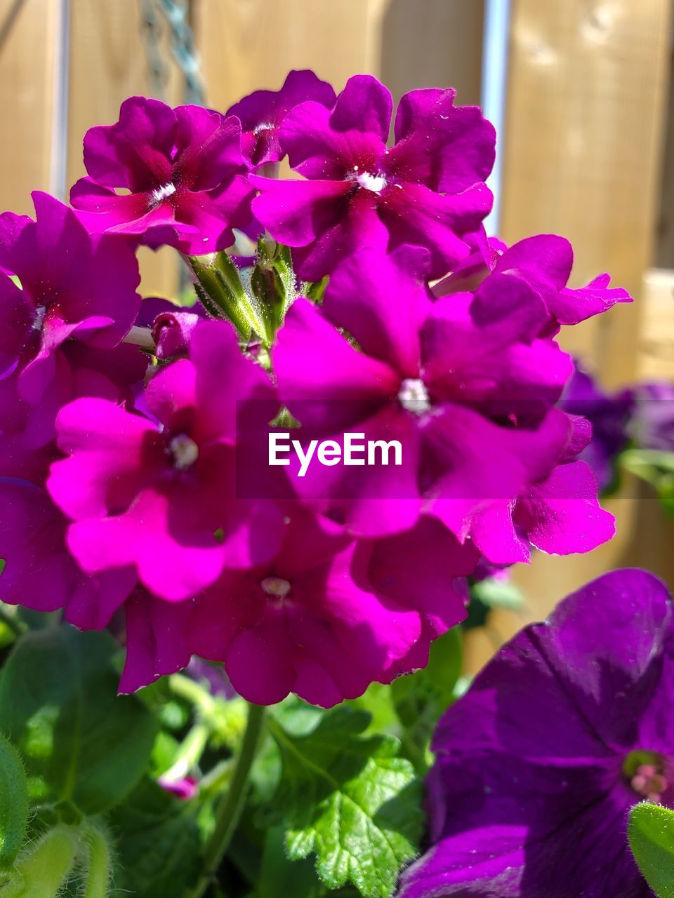 flower, flowering plant, plant, freshness, beauty in nature, close-up, petal, fragility, nature, pink, purple, growth, flower head, inflorescence, focus on foreground, no people, magenta, outdoors, vibrant color, plant part, day, leaf, orchid, selective focus, blossom, springtime
