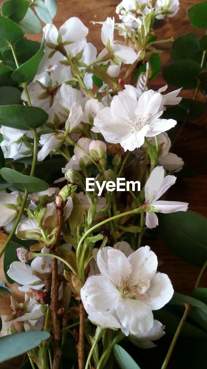 WHITE FLOWERS BLOOMING OUTDOORS