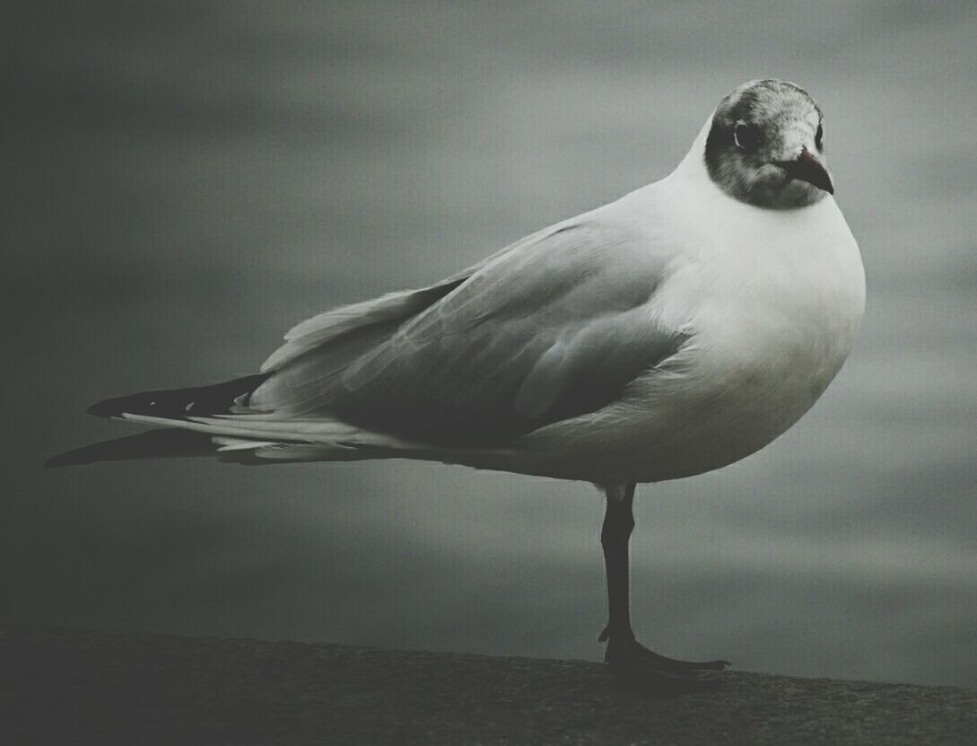 Seagull standing on one leg