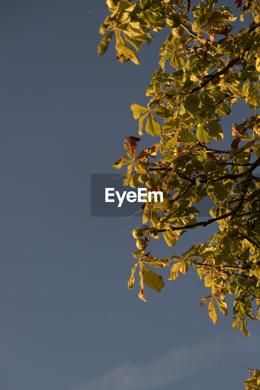 Low angle view of trees against clear blue sky