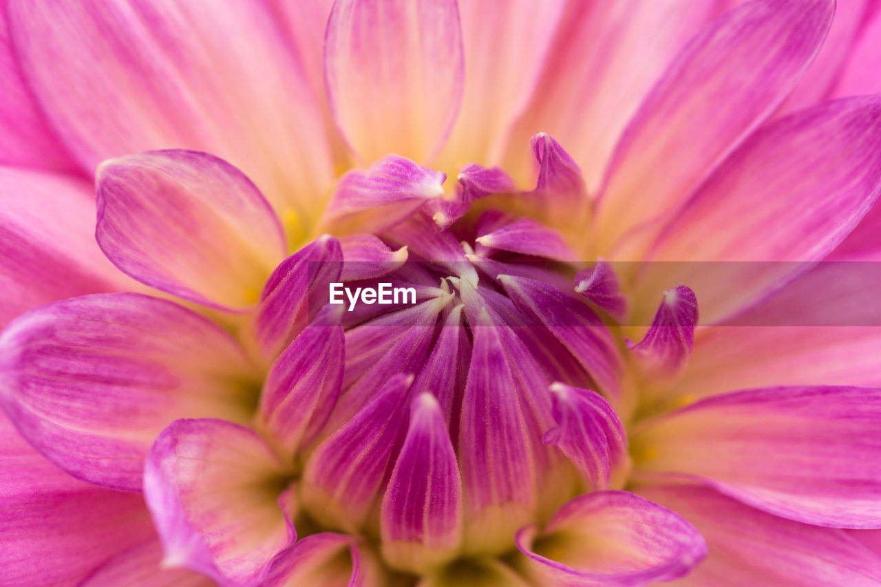 Full frame shot of pink flower