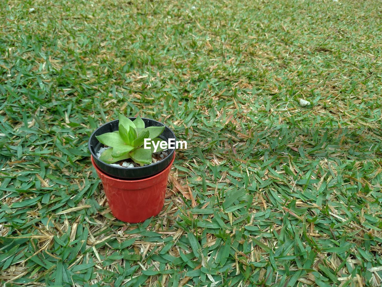 HIGH ANGLE VIEW OF POTTED PLANT ON FIELD BY LAND