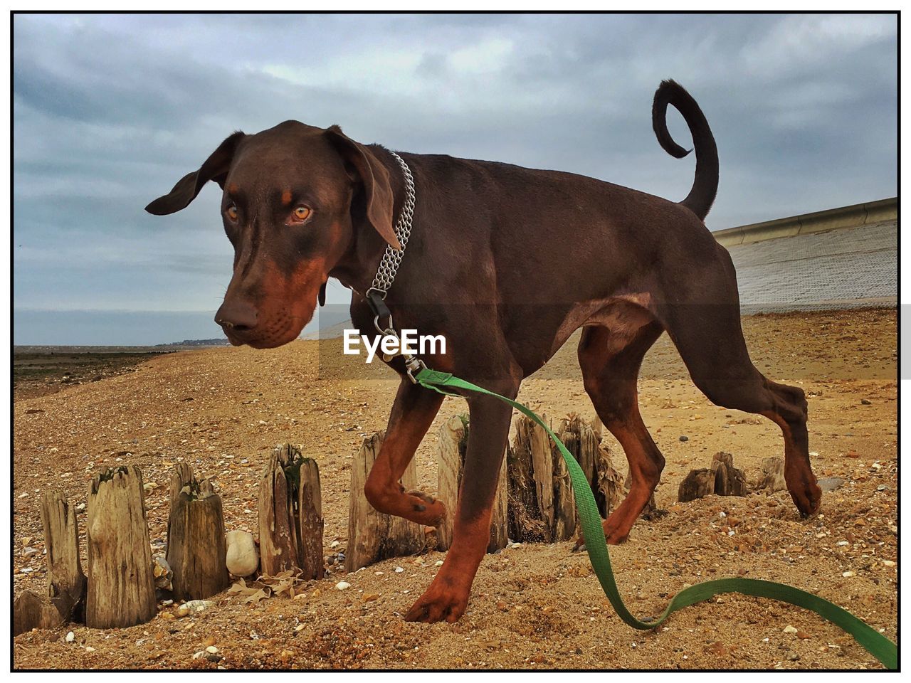 Portrait of dog walking at lakeshore