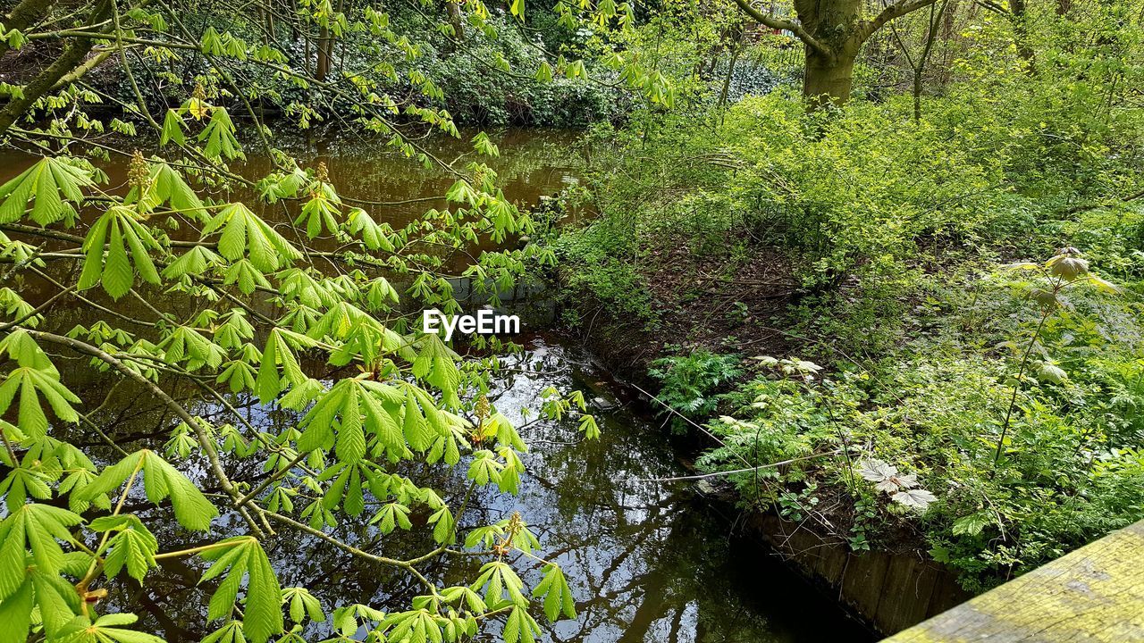 TREES GROWING IN THE GREEN