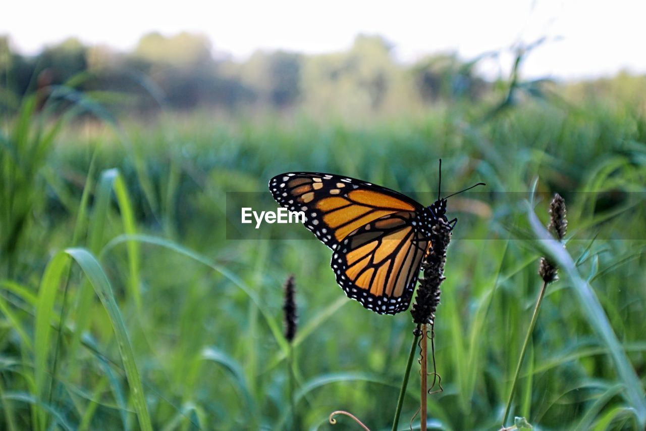 Close-up of butterfly on flower