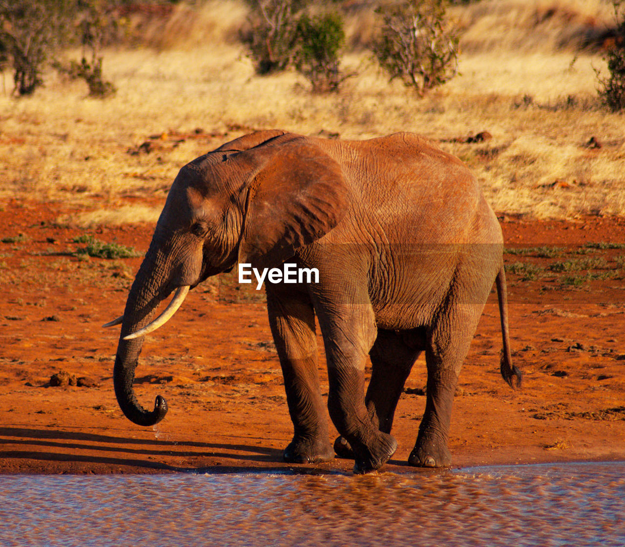 Side view of elephant drinking water