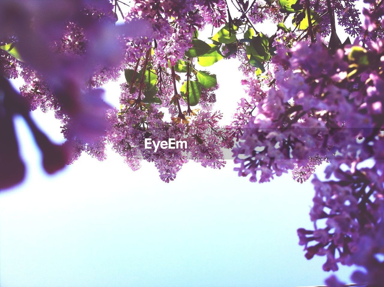 Low angle view of purple flowers on tree against clear sky