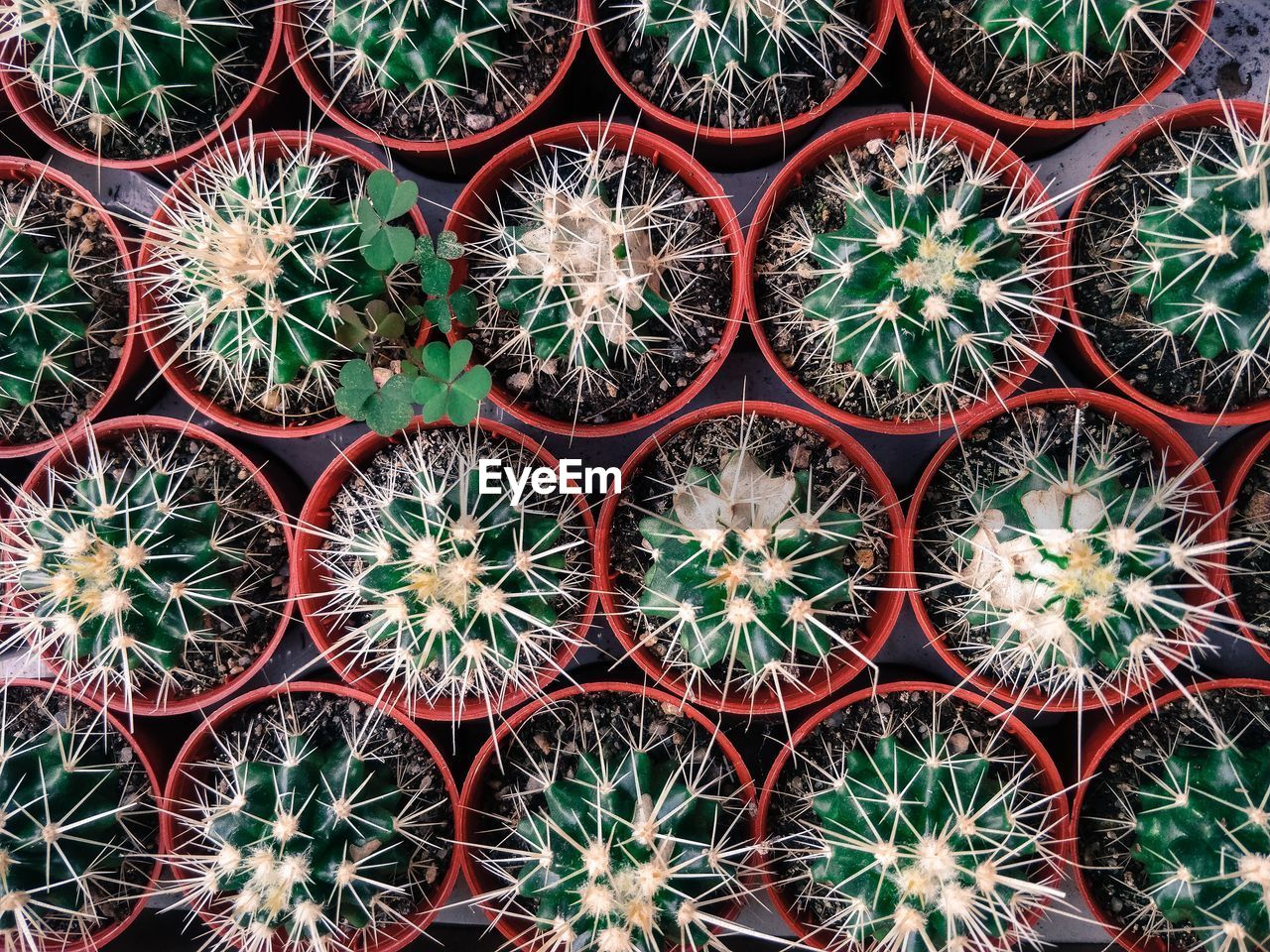 Full frame shot of potted cactus