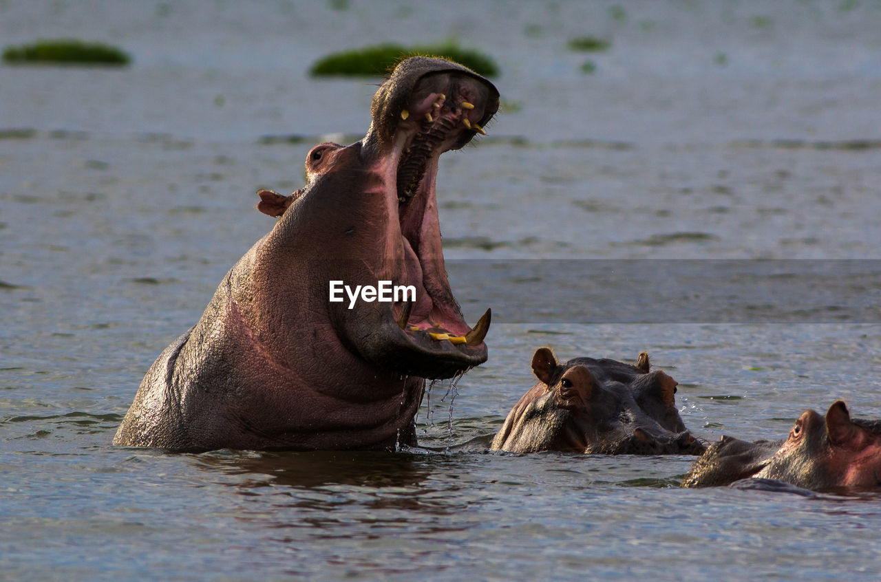 Hippos in lake