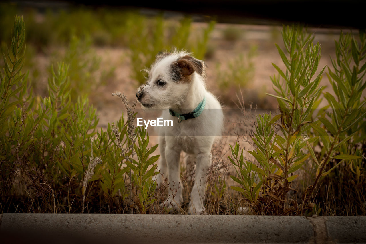 DOG LOOKING AWAY