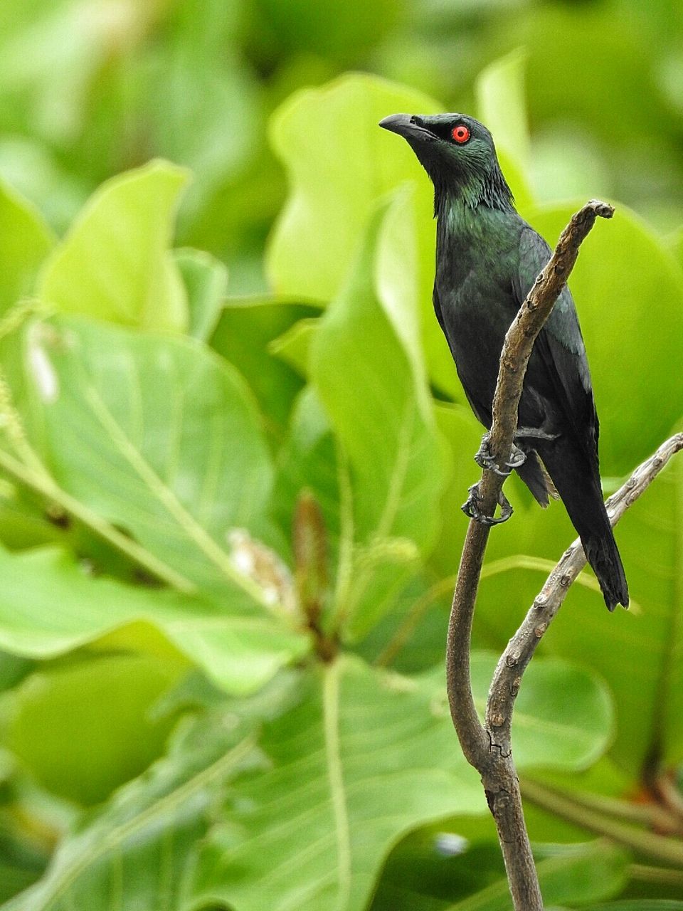 Close-up of bird perching on leaf