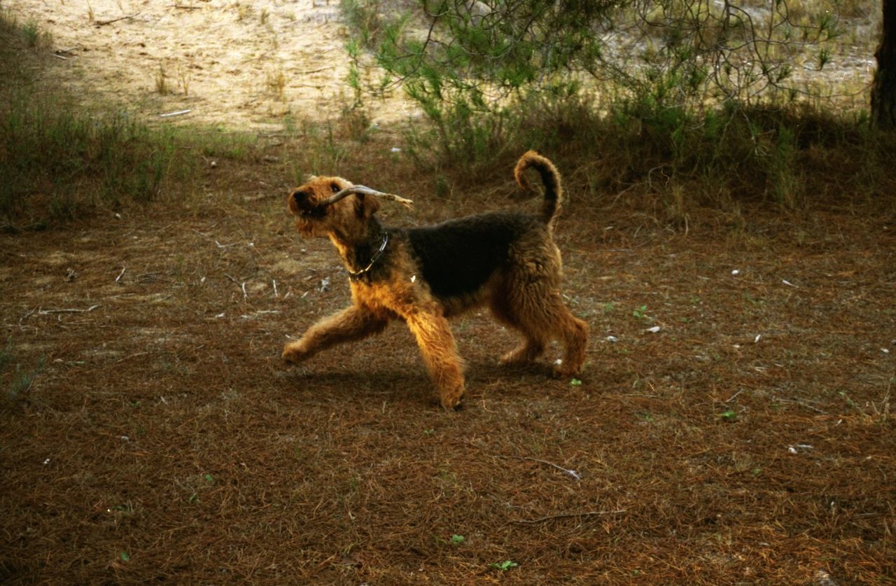 Side view of a dog running on landscape