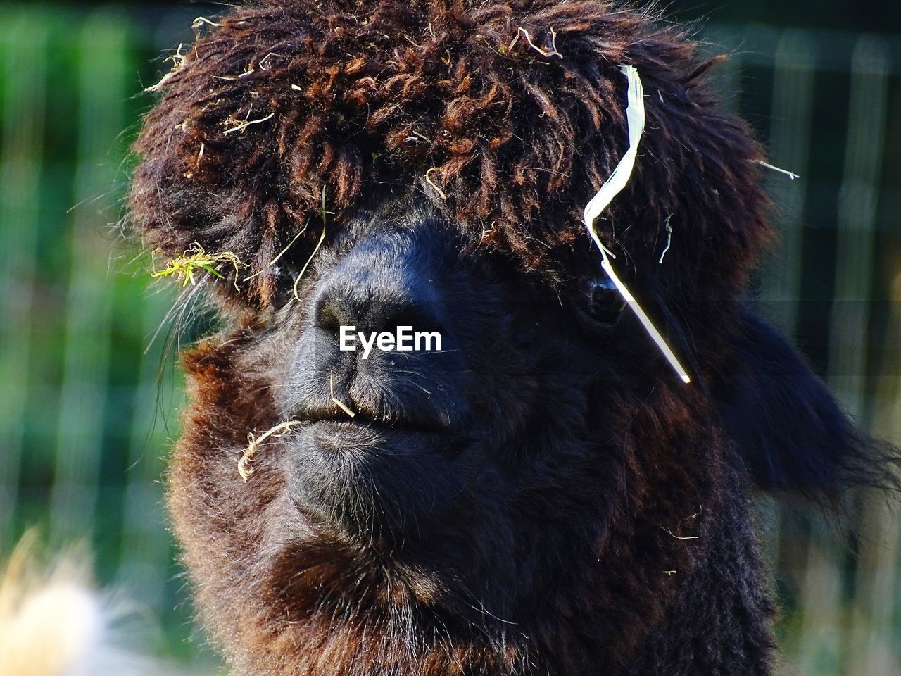 Close-up of a alpaca