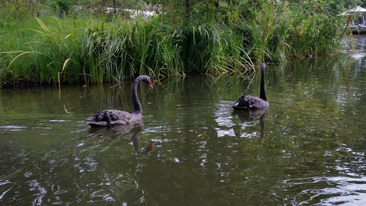 Black swans swimming in lake