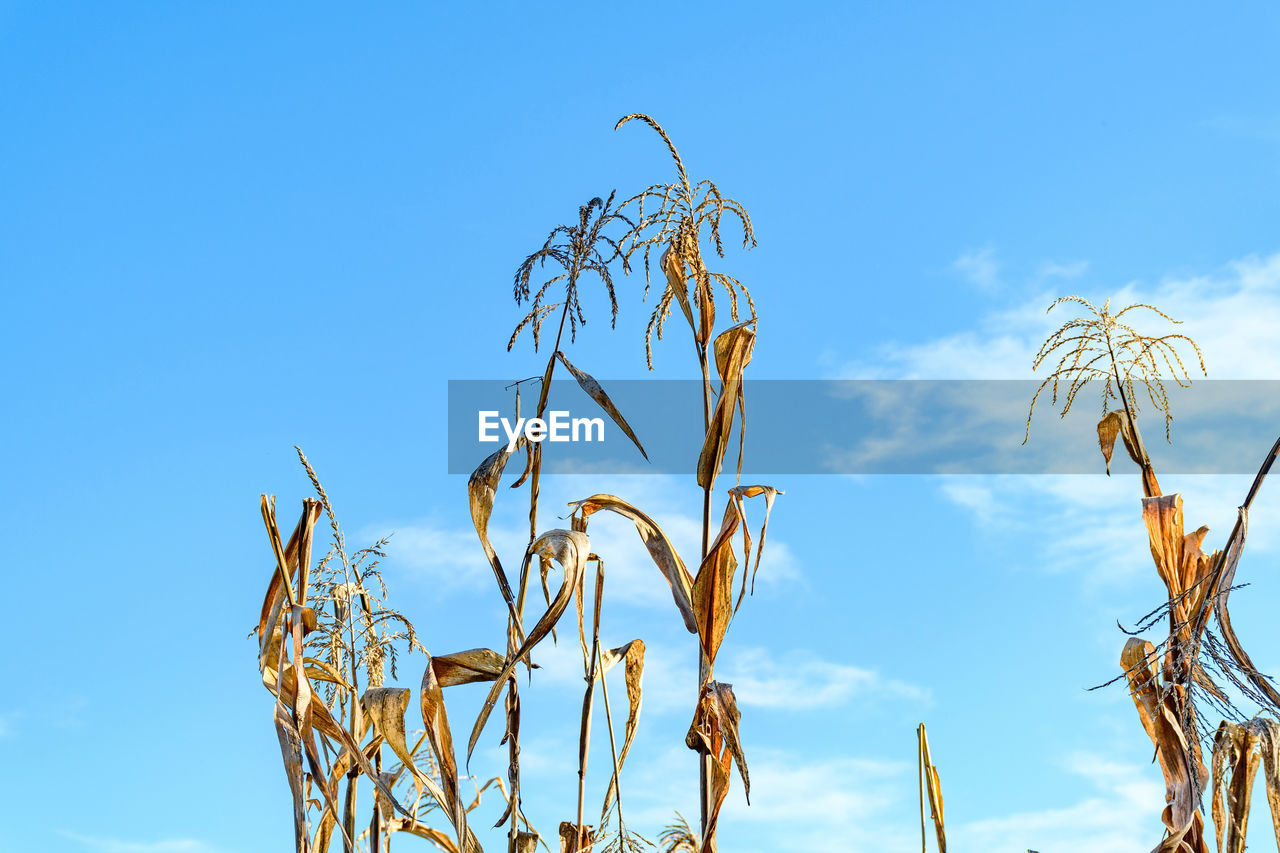 Dry corn plants against blue sky.